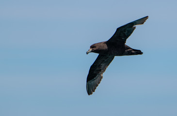 A Beautiful White-chinned Petrel in Flight