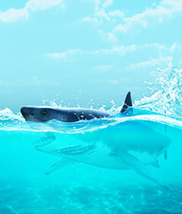 Fototapeta premium Shark under water,3d illustration