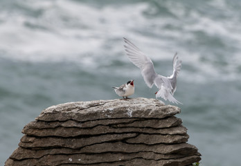 White-fronted Tern Parent Bringing Food to Screaming Offspring
