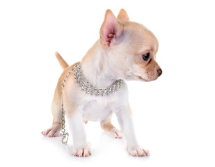 puppy chihuahua in studio