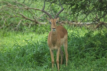 Naklejka na ściany i meble impala in Kruger safari park