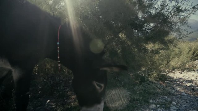 Donkey Eating Grass Near Ancient City Phaselis.Closeup Of Donkey Eating Grass.Young Gray Donkey Eating Green Grass On Filed.Steadycam closeup shot young donkey Grazing Meadow.