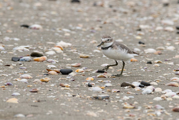 A Wrybill on the Beach in New Zealand