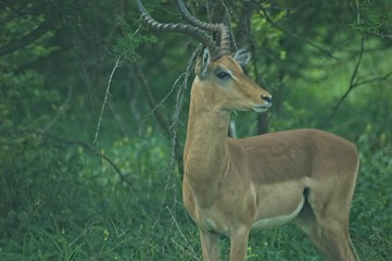 impala in Kruger safari park - obrazy, fototapety, plakaty