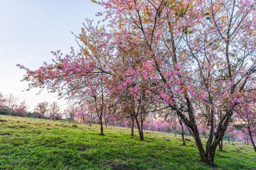 Obraz premium Wild himalayan cherry in sunshine day on top of mountain