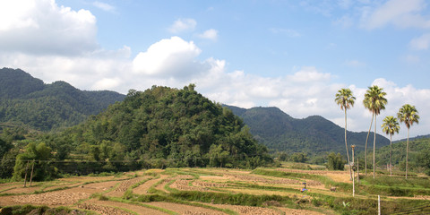 Green and yellow rice fields and karst , near Ban Gioc, Cao Bang province, Vietnam