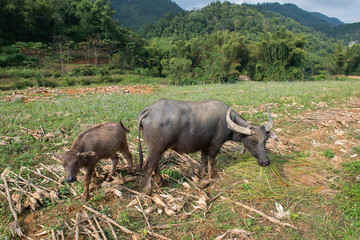 Water buffalos  eating on field near Ban Gioc, Cao Bang province, Vietnam