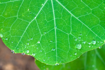 Water drops on leaf