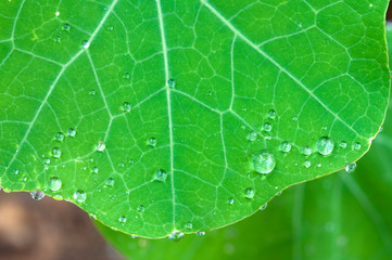 Water drops on leaf