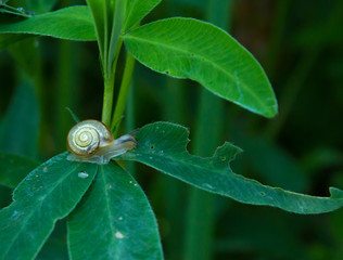 Snail on the plant