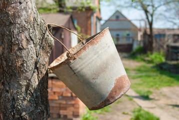 Old rusty bucket hanging with a handle on a tree bough at spring season