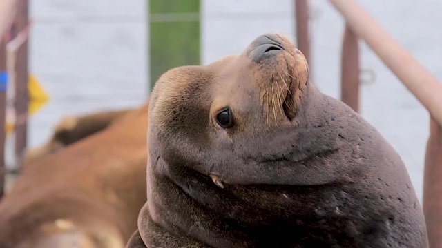 big brown sealion looking resting and looking around