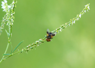 Pellucid Fly (Volucella pellucens) on the plant