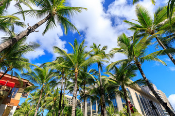 Fototapeta na wymiar Kalakaua Avenue lined with palm coconut trees in Honolulu