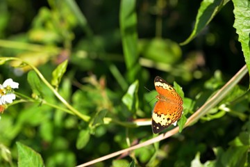 Butterfly from the Taiwan (Cupha erymanthis)Taiwan yellow butterfly