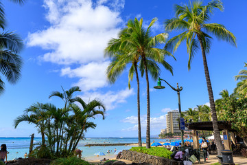 Waikiki beach lined with palm coconut trees in Honolulu