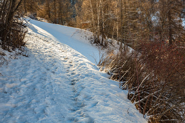 Snow in the woods