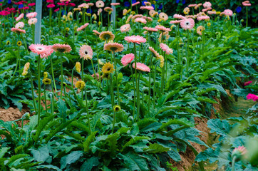 Colorful Chrysanthemum botanic garden green leaf