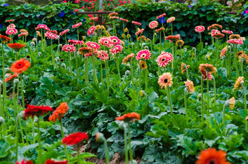 Colorful Chrysanthemum botanic garden green leaf