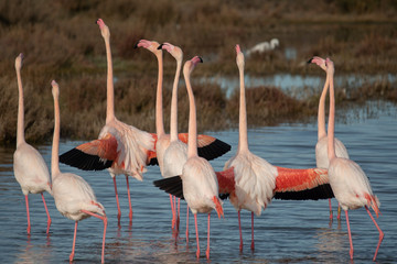 Flamingos der Camargue im Winter