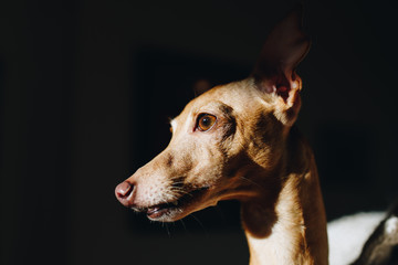 Portrait of Italian Greyhound looking