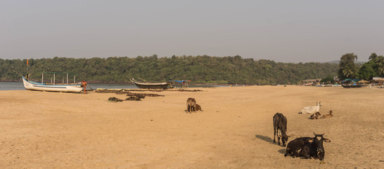 Obraz premium Cows in the beach at agona, Goa, India