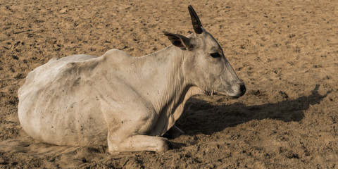 White Cow chilling on Agonda beach in Goa, India
