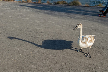 Junger Schwan mit Schattenbild, am Ufer des Luganersees, Lugano, Tessin, Schweiz © tauav