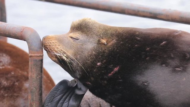 old scarred sealion itching it's head with it's flipper