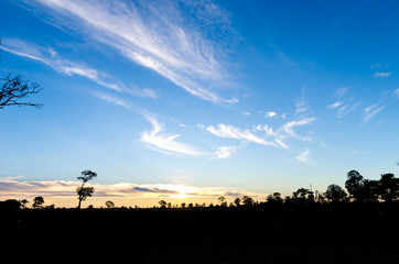 Tree silhouette at Sunrise in Thailand.