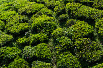 Tea plantation field on mountain of Cameron highland