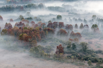 Tutti i colori dell'autunno sulla foresta con nebbia - 241380309
