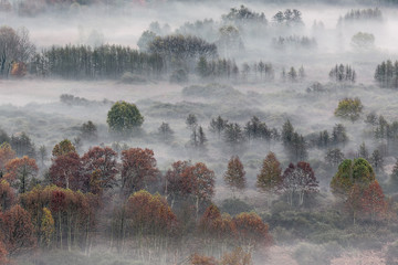 Tutti i colori dell'autunno sulla foresta con nebbia - 241380377