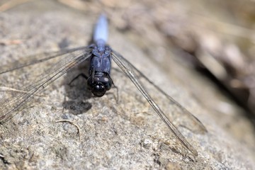 Dragonfly(Orthetrum glaucum) in the Taiwan.