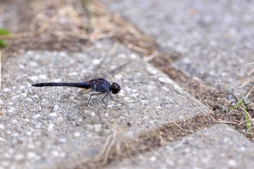 Dragonfly(Trithemis festiva) in the Taiwan.
