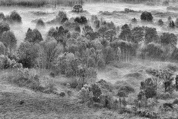 Paesaggio in bianco e nero sulla foresta con nebbia