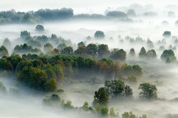 Panorama autunnale sulla foresta con la nebbia, Italia