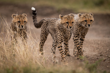 Fototapeta premium Three cheetah cubs walking down dirt track