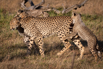 Three cubs attack cheetah walking on savannah