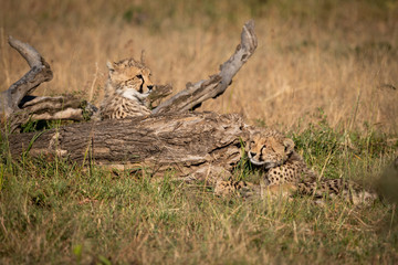 Two cheetah cubs lie beside dead log