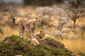 Two cheetah cuba look down from mound