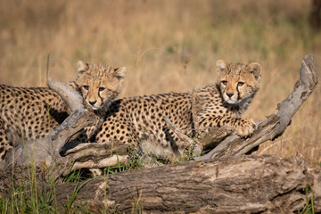 Two cheetah cubs look left behind log