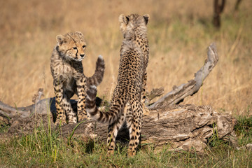 Two cheetah cubs leaning on dead log