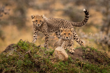 Two cheetah cuba looking down from mound