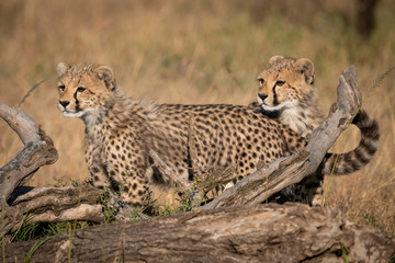 Two cheetah cubs looking left behind log
