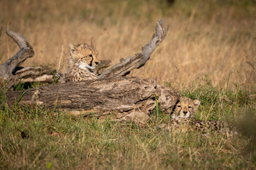 Two cheetah cubs lying beside dead log