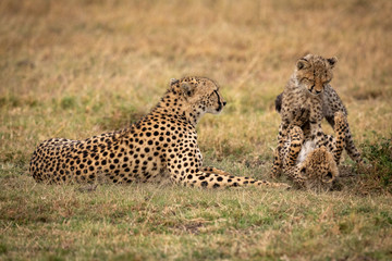 Two cheetah cubs play fight beside mother