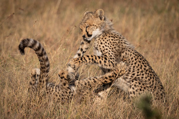 Two cheetah cubs play fight in grass