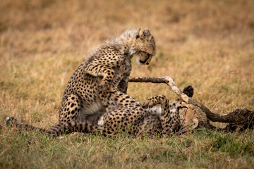Two cheetah cubs play fighting beside branch