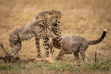 Two cheetah cubs play fight with mother
